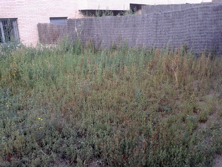 LIMPIEZA DE JARDIN 