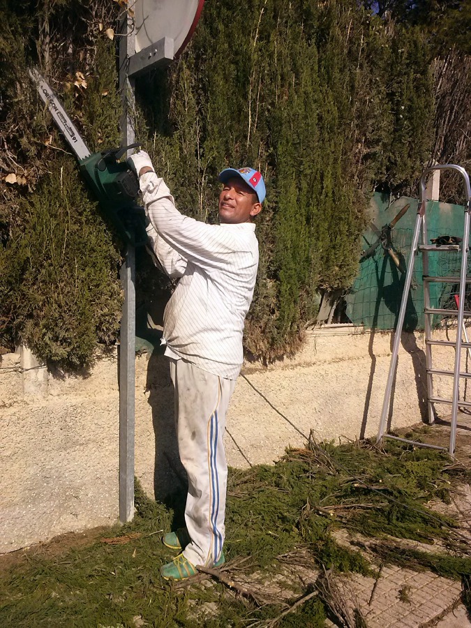 limpieza y poda de cipreses