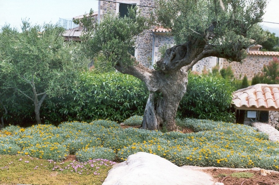 xerojardineria