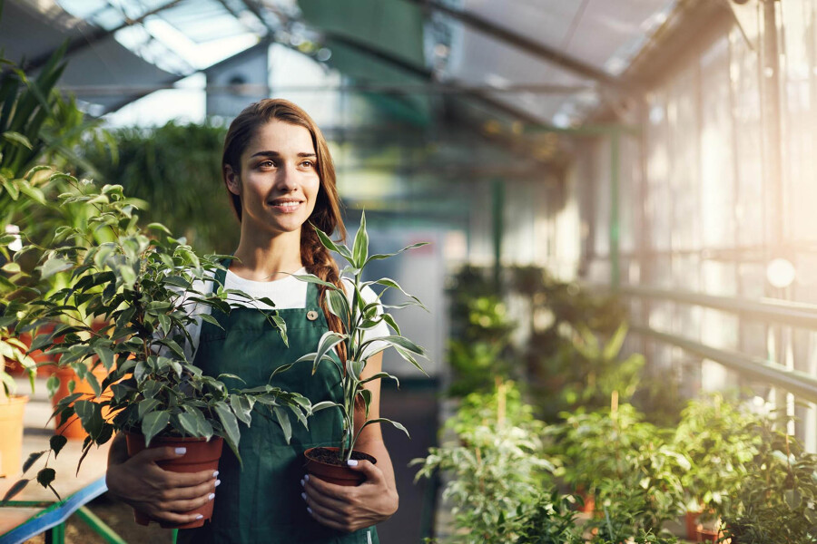 Plantas de Interior