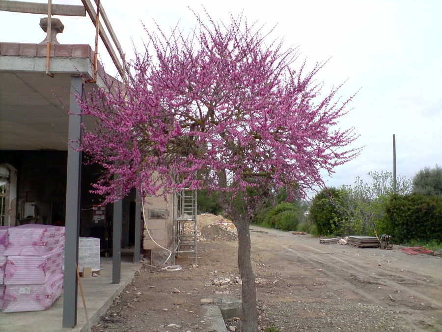 obras