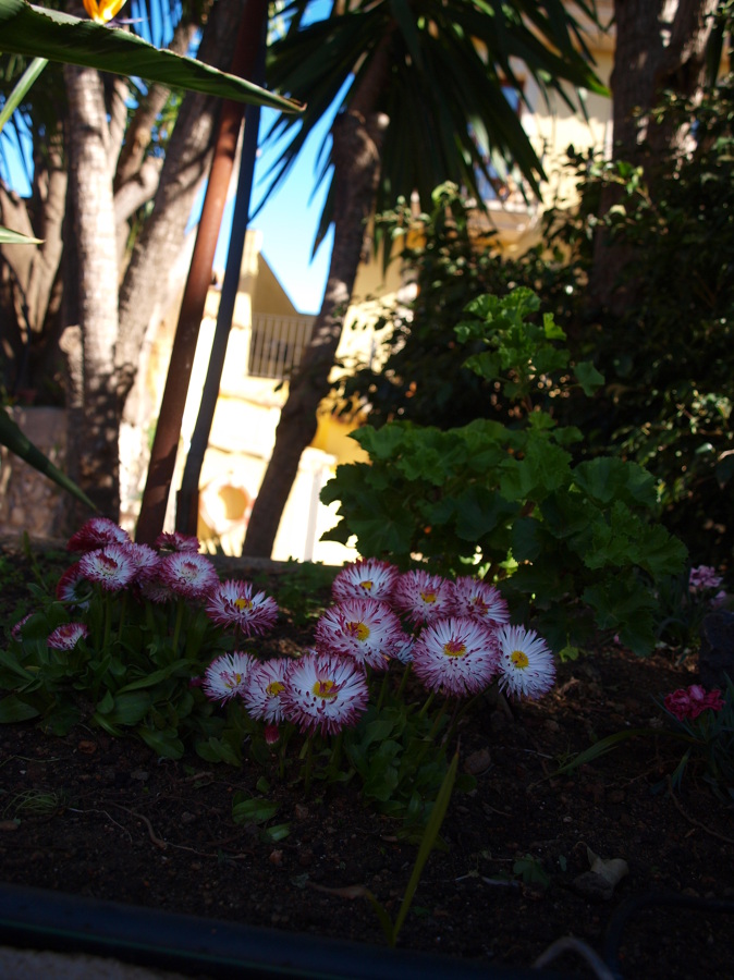 JARDIN DE FLORES