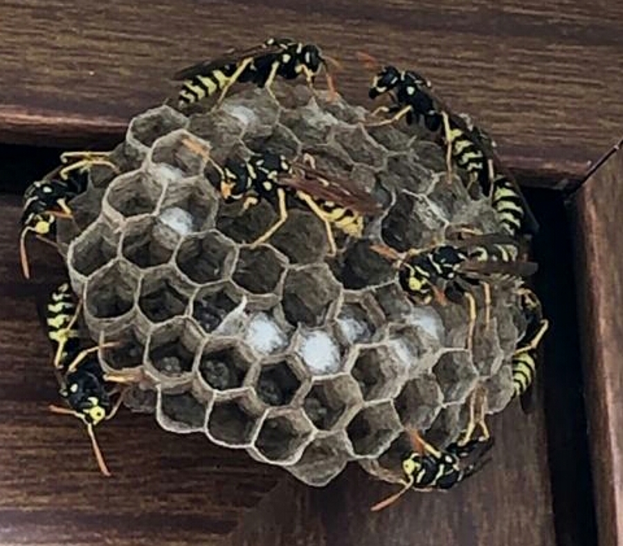 Tratamientos para el control de avispas