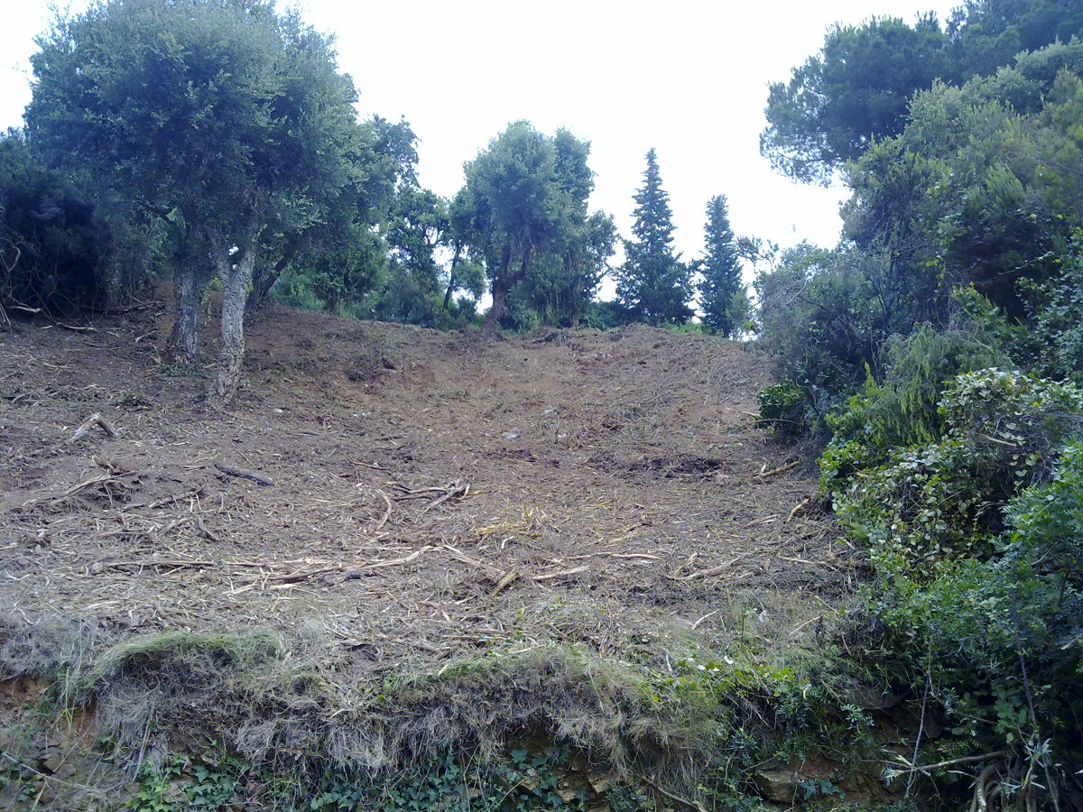 Parcela desbrozada