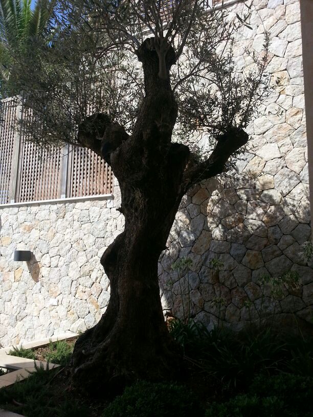 Pared de piedra