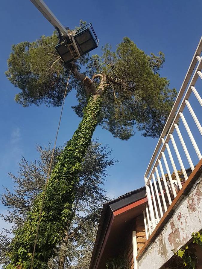 Trabajos jardinería