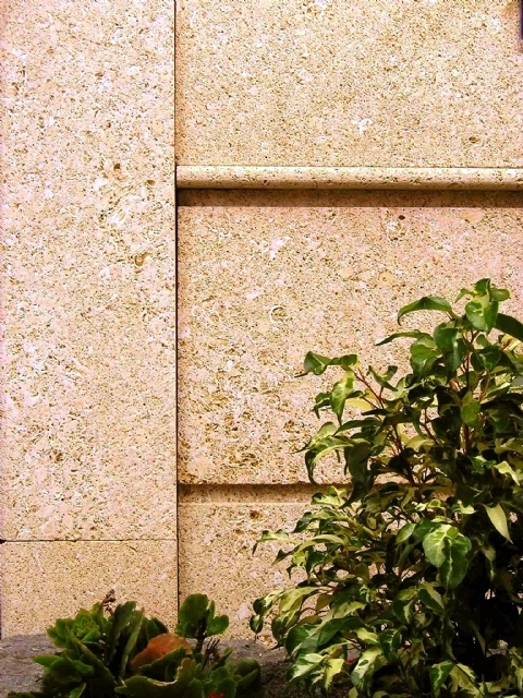 piedra fósil