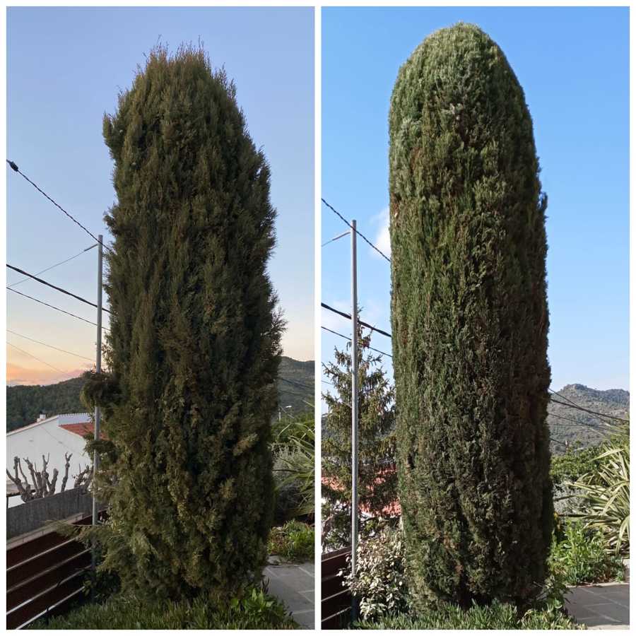 PODA DE PINO