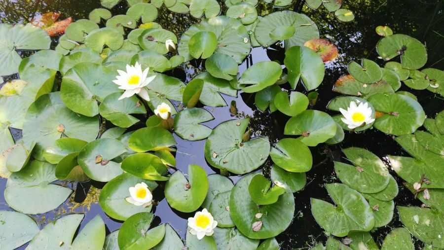 Plantas