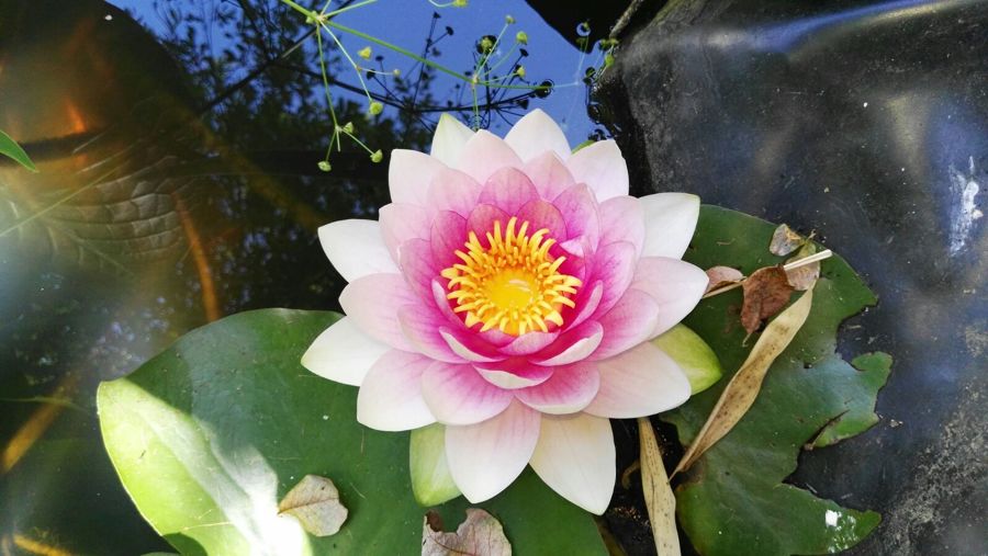 Flores
