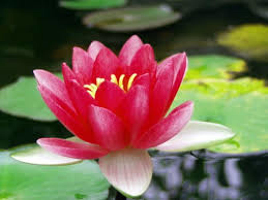 NENUFAR