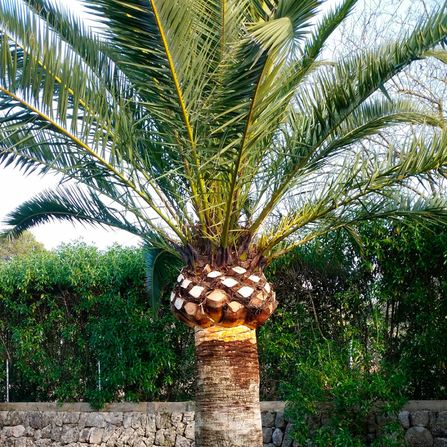 Palmeras