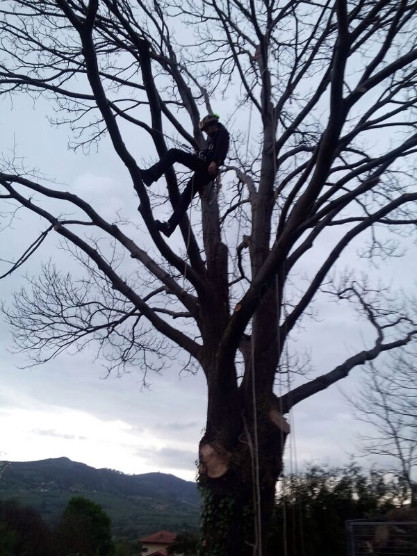 Poda Castaño