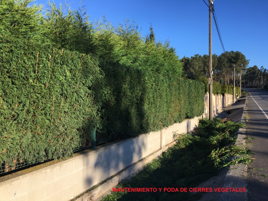 Poda de cierres vegetales y planta ornamental