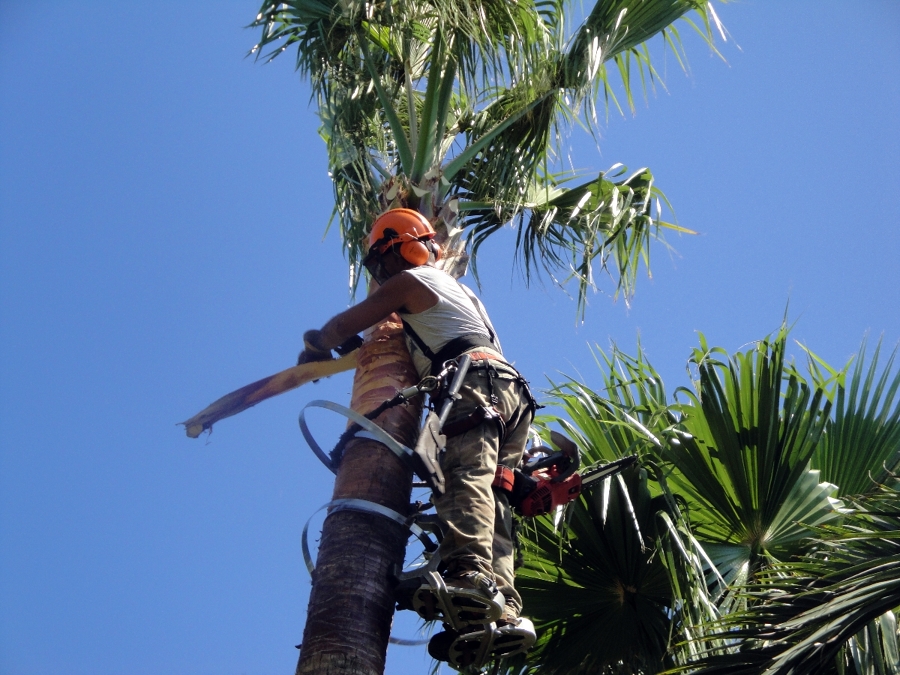 Poda con técnicas de trepa