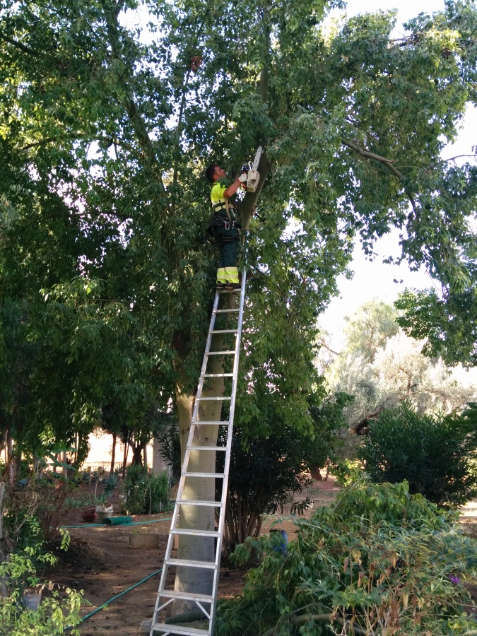 Poda de Altura
