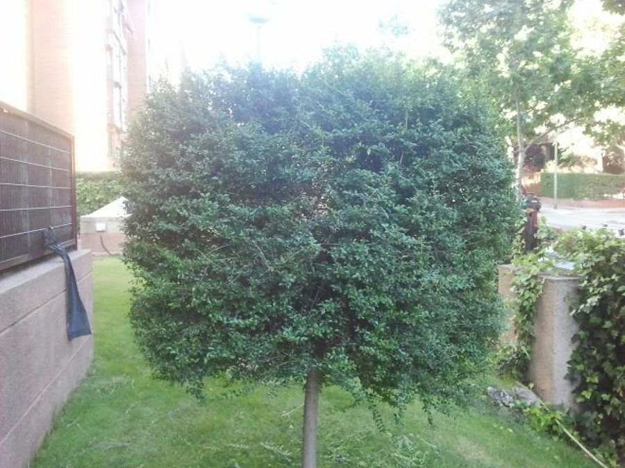 Poda de arbol y arreglo