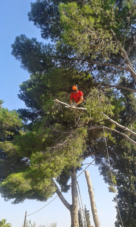 Poda de arbolado