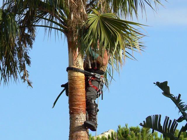 Poda de arboles