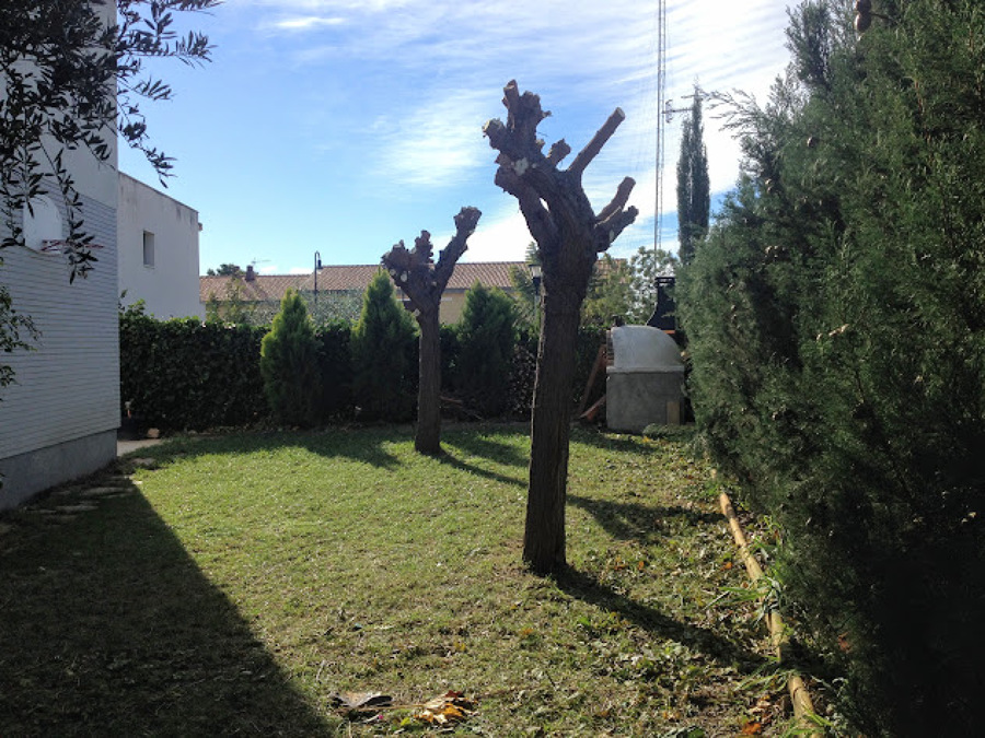 Poda de arboles