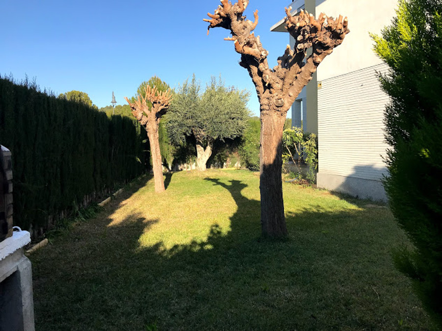Poda de arboles