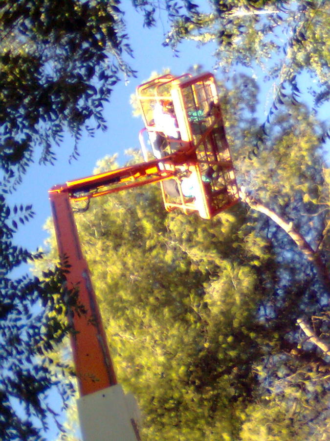 Poda en altura
