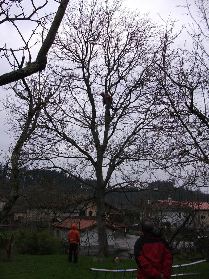 Poda en altura