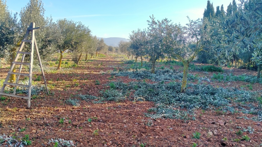 Poda de olivos