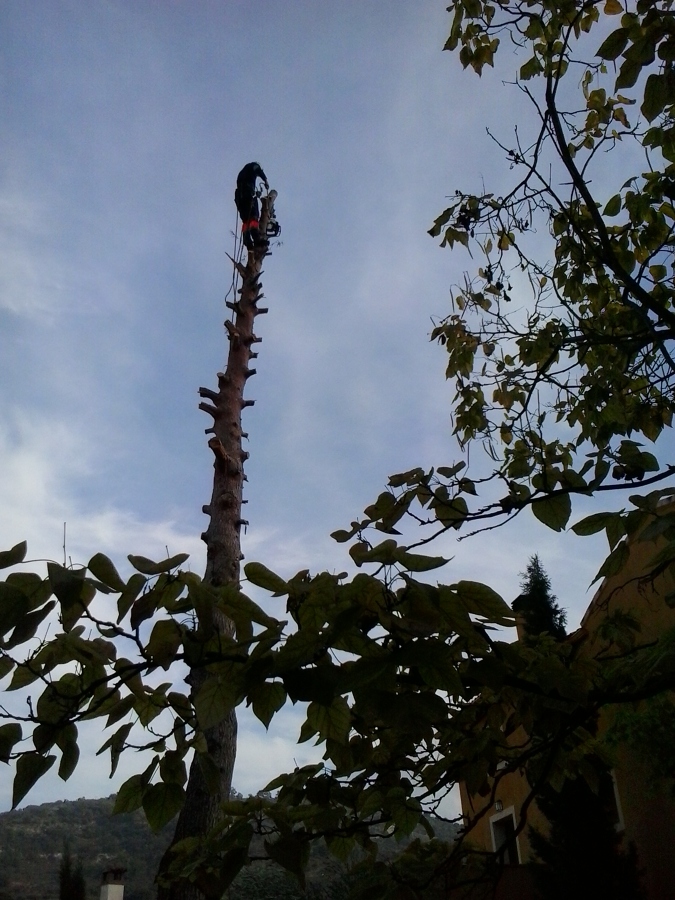 Podas en altura