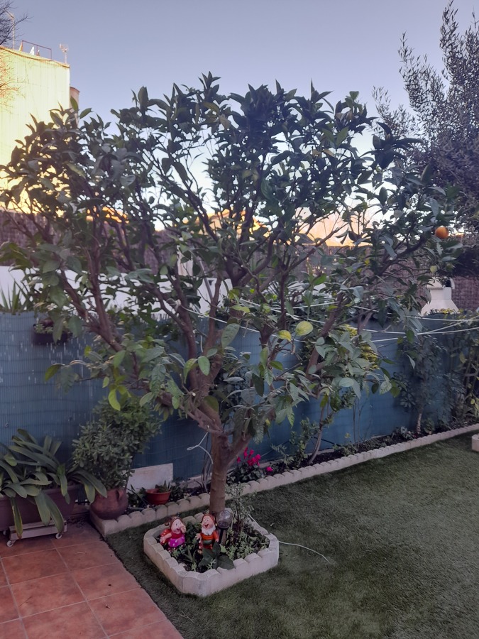 PODAS FRUTALES