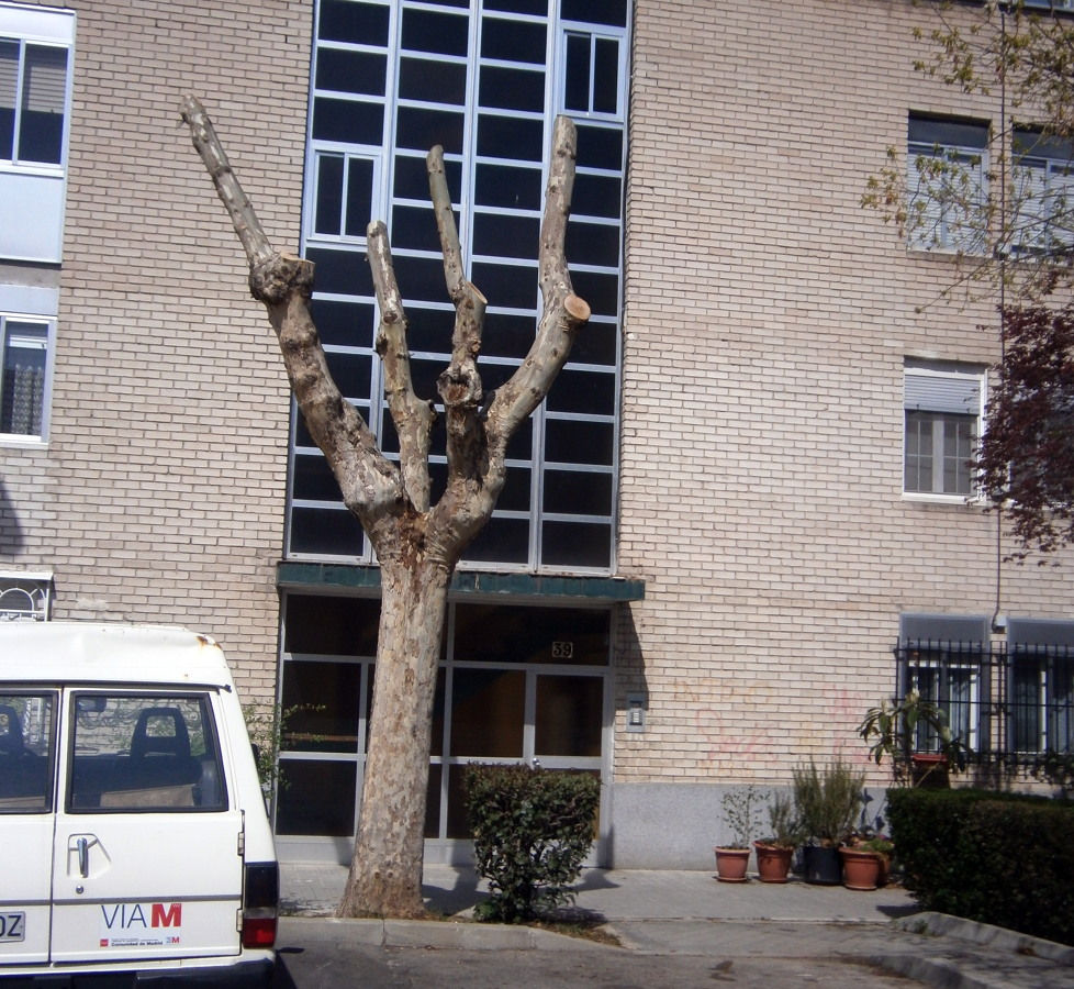 Podas