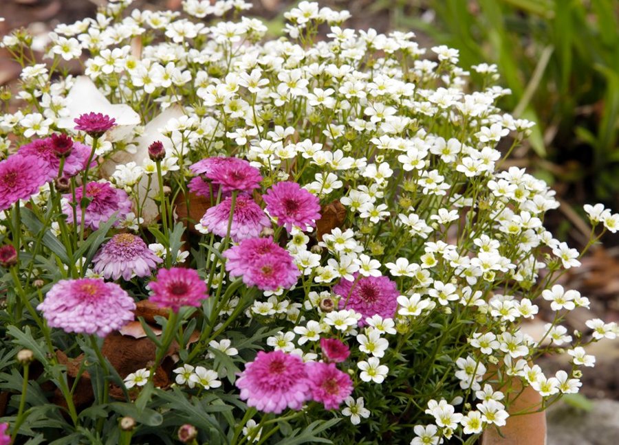 Primavera