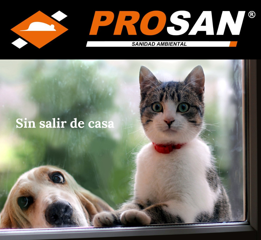 Sin salir de casa