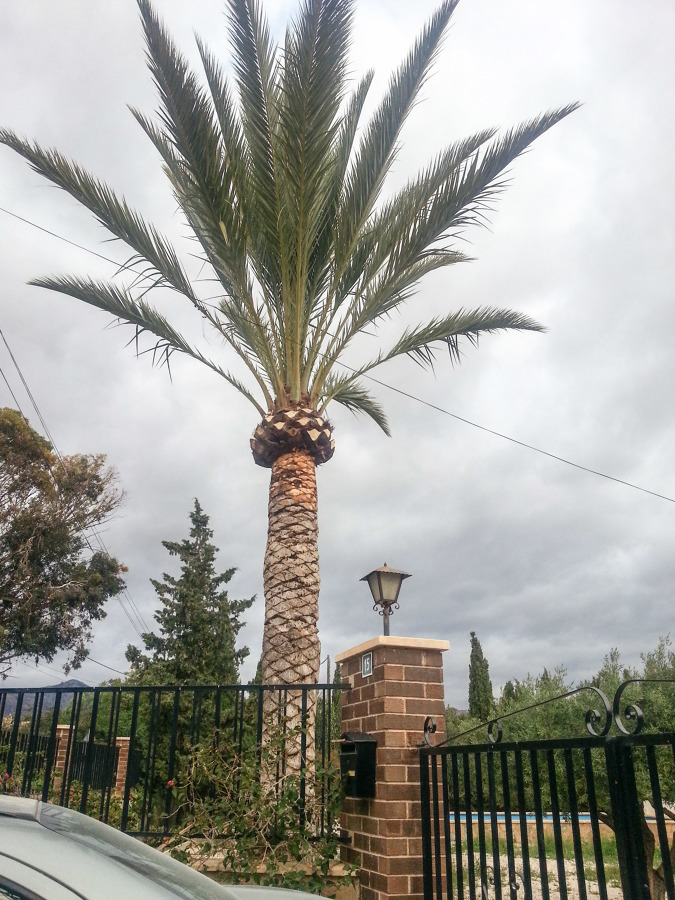 Poda palmera