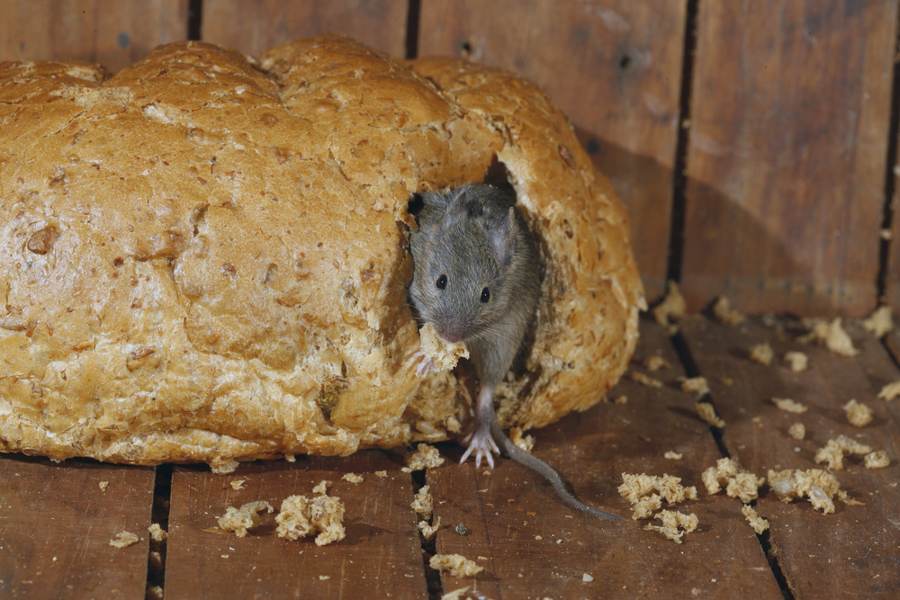 Ratón