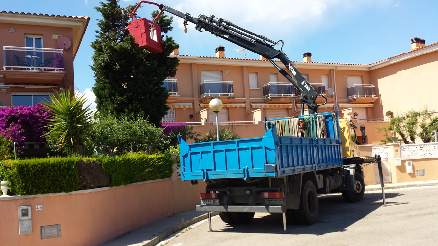 recorte de cipres