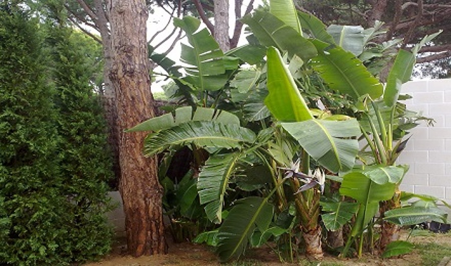 Creación de jardines