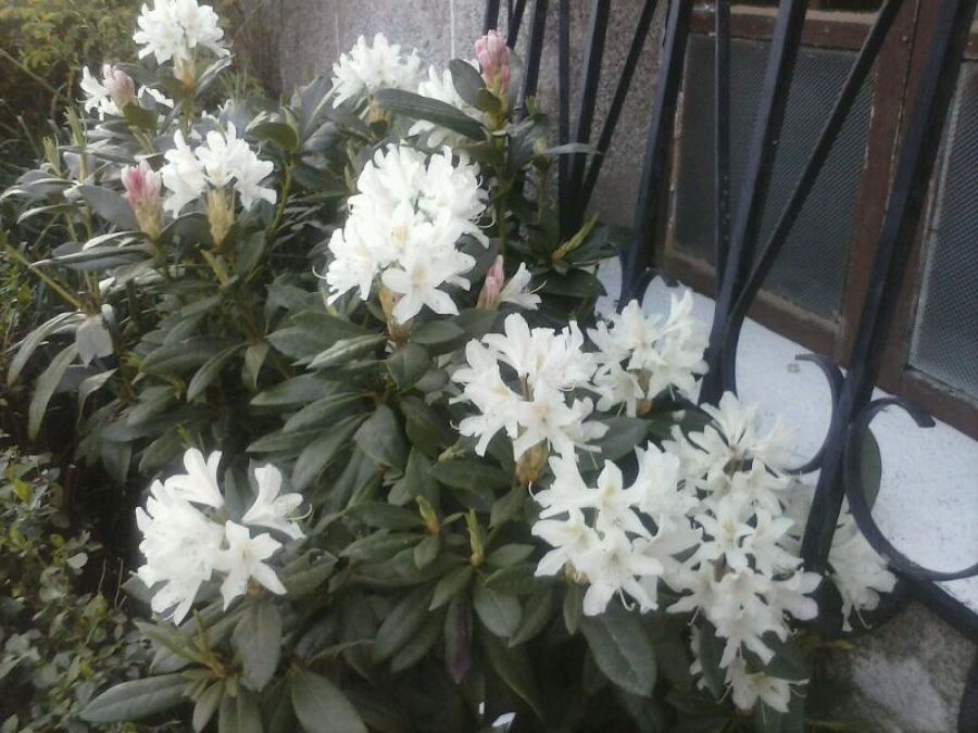 Rododendro