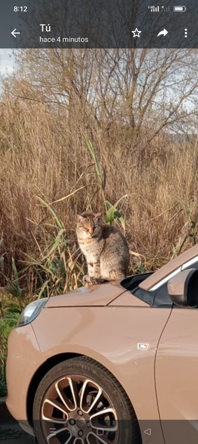 AZRUCAT
