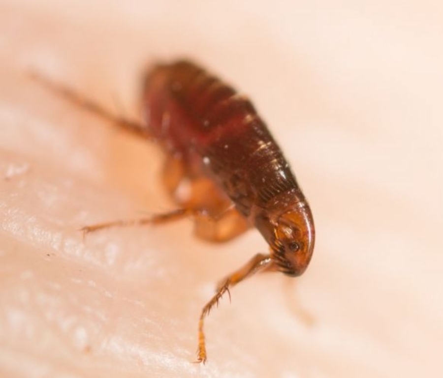 Pulga