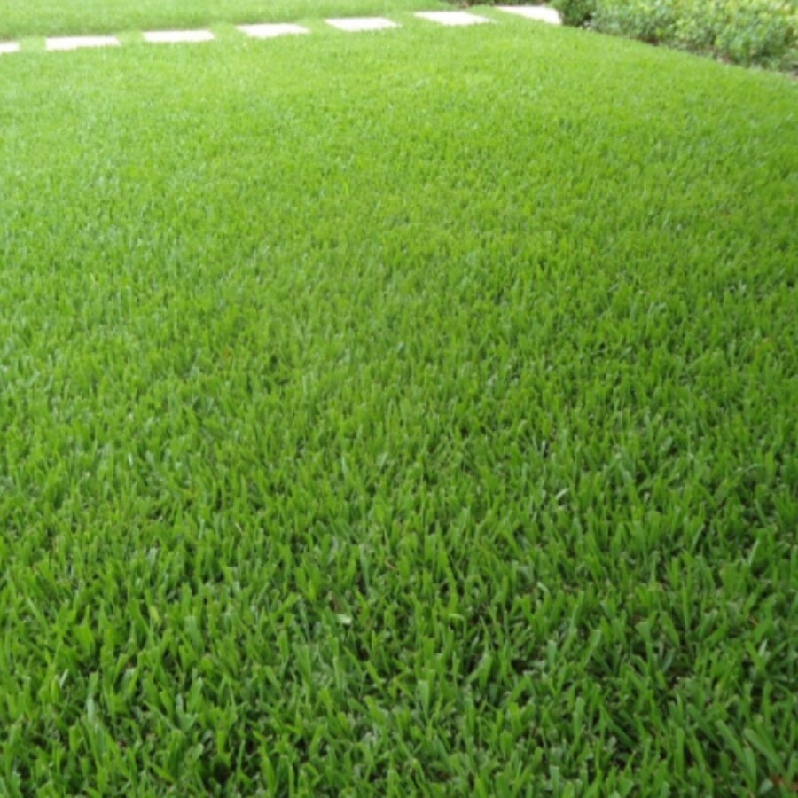 Plantación de césped