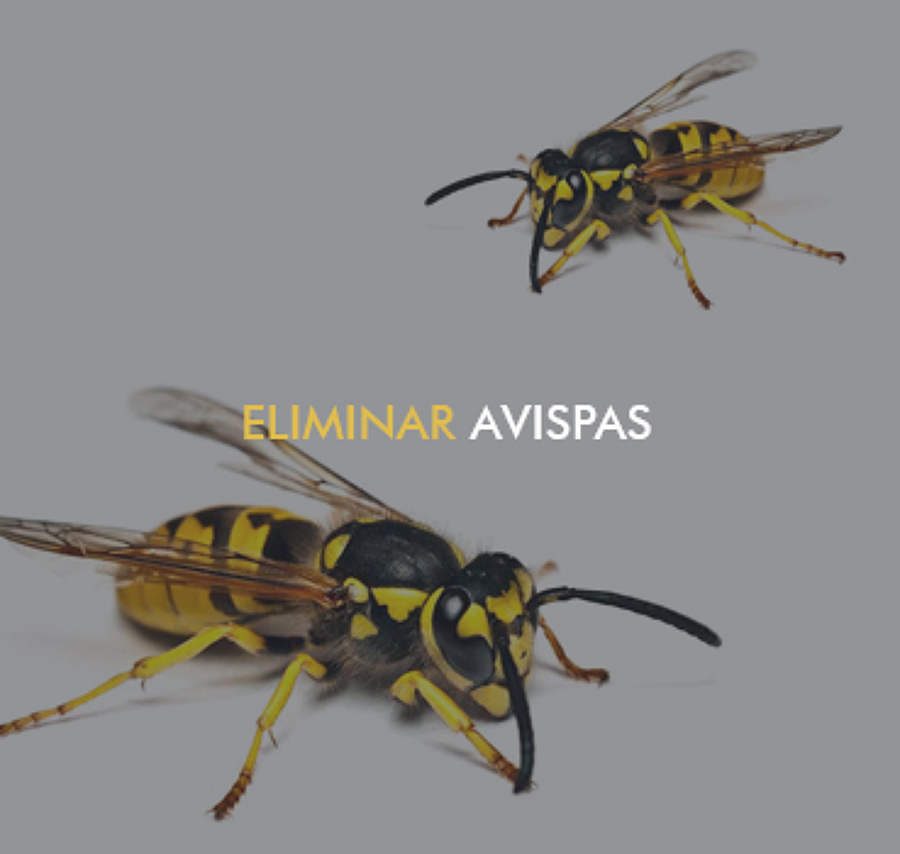 Eliminación de avispas