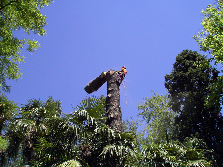 TALA CEDRO SECO ARANJUEZ (MADRID)