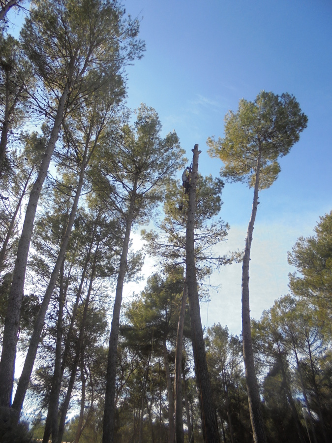 Tala por secciones de un pino carrasco de 20 metros de altura