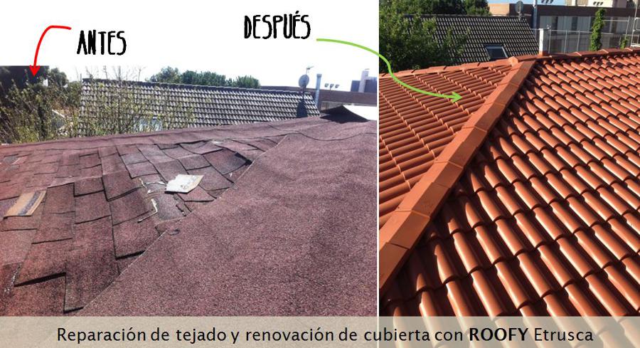 Teja americana o Teja ROOFY
