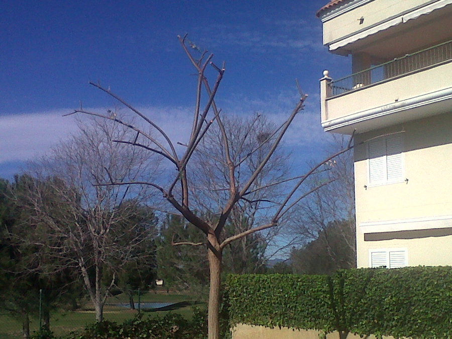 TIPUANA PODADA