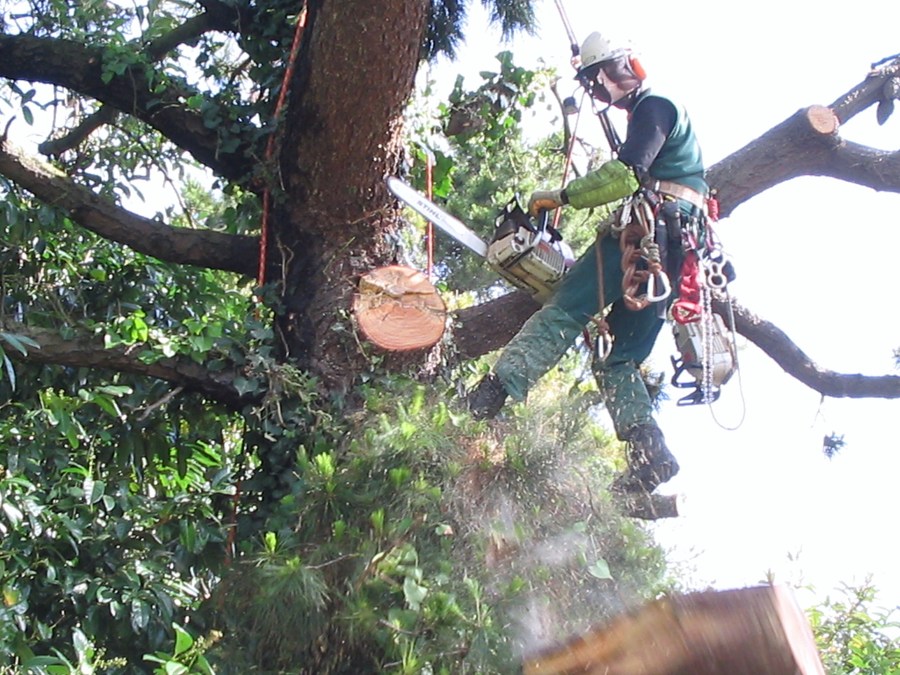 Poda de Altura. Sistema de trepa