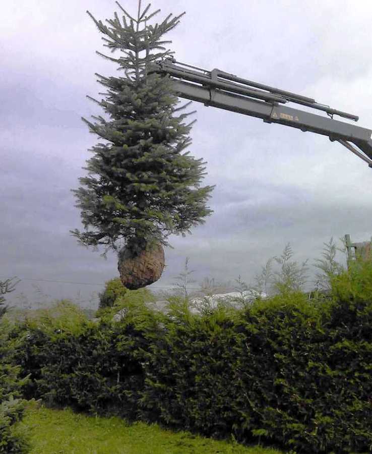 Transplante Árboles