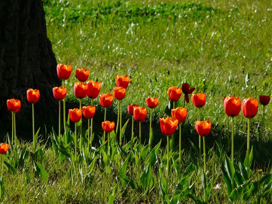 Tulipanes