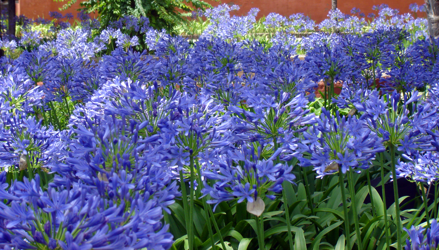 Un jardín azul